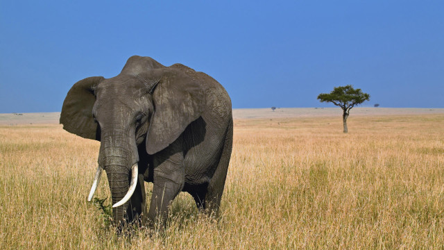 Elephant walking tall grass tree free wallpaper for desktop - medium preview image