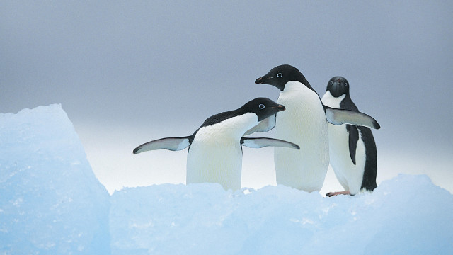 Penguins ice snow outdoors award free wallpaper for desktop - medium preview image