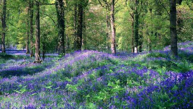 Blue forest flower trees building free wallpaper for desktop - medium preview image