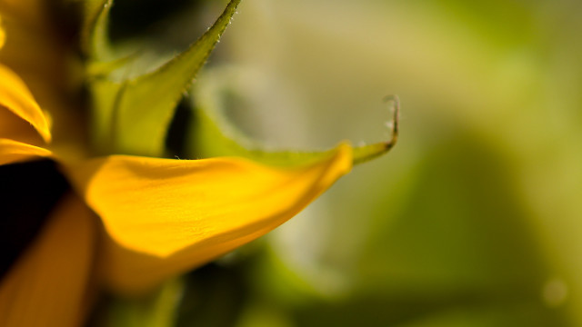 Yellow flower closeup shallow depth free wallpaper for desktop - medium preview image