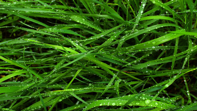 Grass water droplets macro nature #8 free wallpaper for desktop - medium preview image