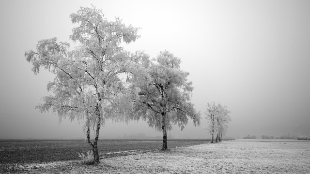 Frosty tree foggy field bw free wallpaper for desktop - medium preview image