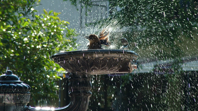 Bird fountain spraying water ecological #2 free wallpaper for desktop - medium preview image