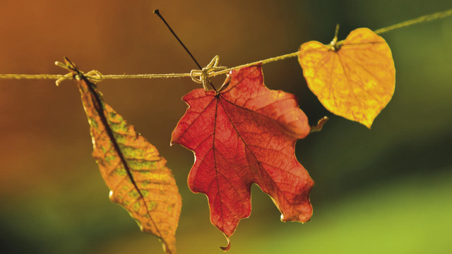 Leaves line string autumn macro free wallpaper for desktop - medium preview image