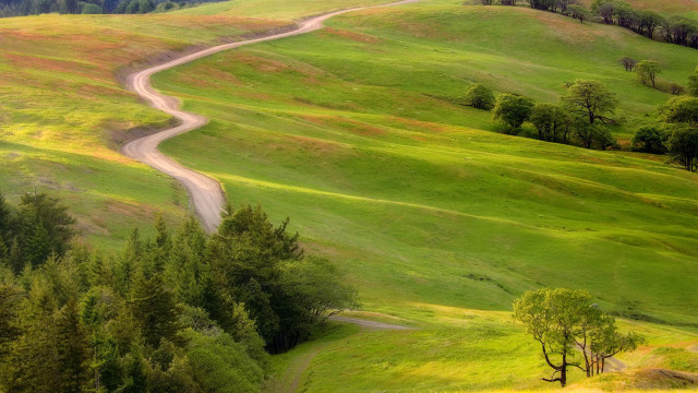 Winding road green field trees #4 free wallpaper for desktop - medium preview image