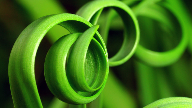 Green plant spiral macro generative free wallpaper for desktop - medium preview image