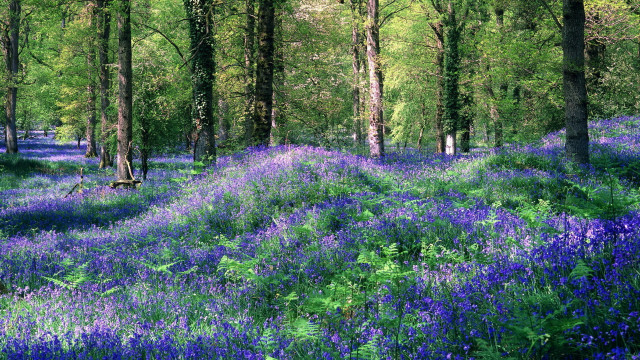 Blue flowers forest bench nature free wallpaper for desktop - medium preview image