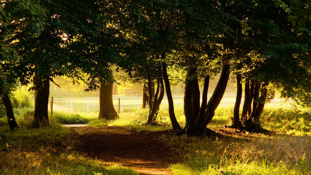 Dirt path field trees fence free wallpaper for desktop - medium preview image