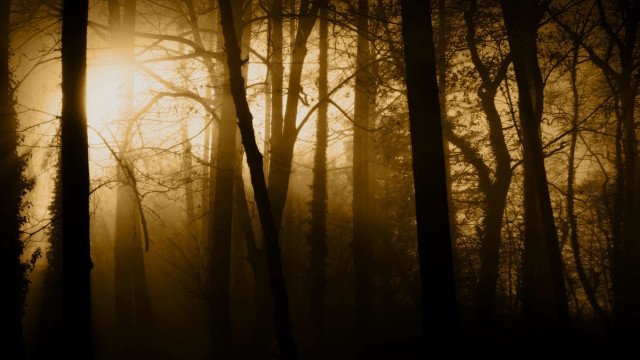 Foggy forest sunlight bamboo nature free wallpaper for desktop - medium preview image
