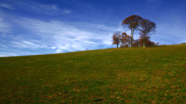Grassy hill tree blue sky free wallpaper for desktop - medium preview image