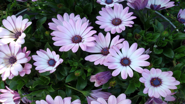Pink flowers planter leaves purple free wallpaper for desktop - medium preview image