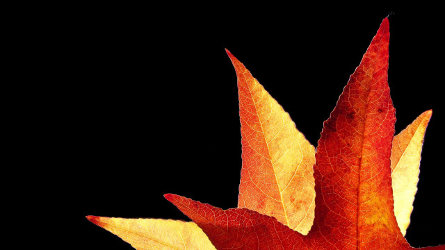 Red yellow leaf mandelbrot autumn free wallpaper for desktop - medium preview image