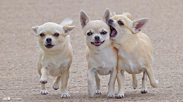 Three small dogs dirt ground free wallpaper for desktop - medium preview image