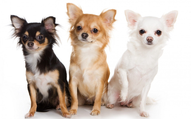 Three small dogs sitting white free wallpaper for desktop - medium preview image