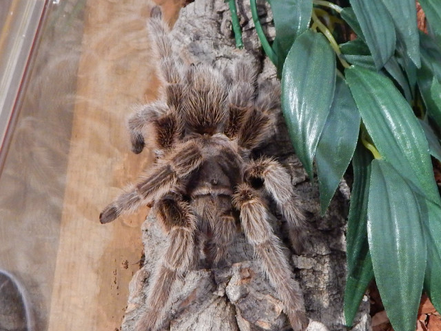 Large spider tree stump plant free wallpaper for desktop - medium preview image