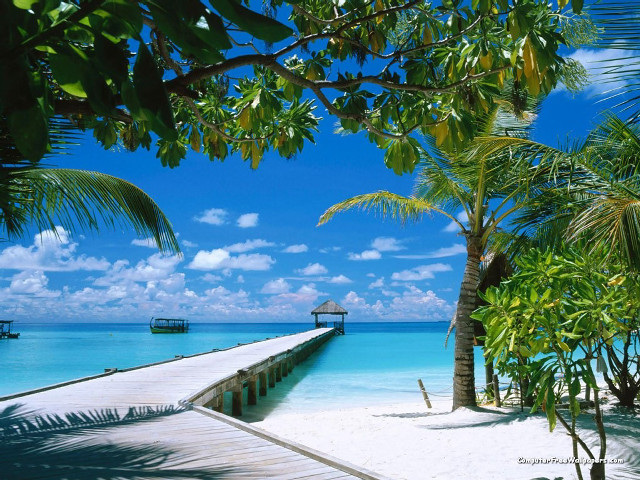 Pier beach palm trees boat free wallpaper for desktop - medium preview image