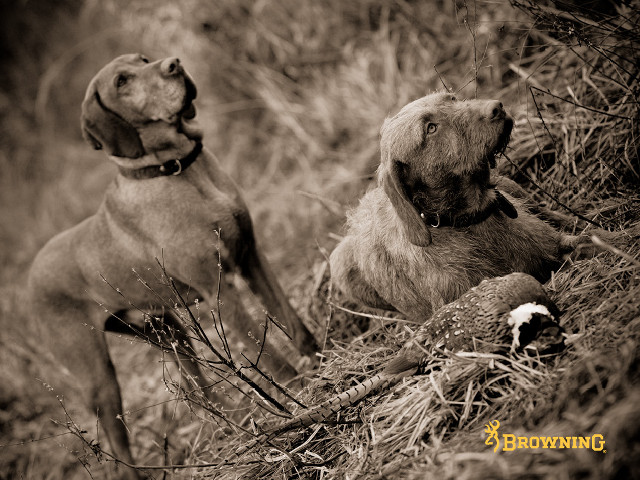 Two dogs sitting grass looking free wallpaper for desktop - medium preview image