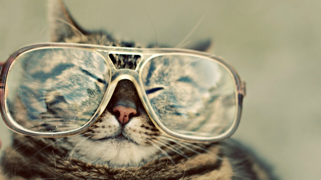 Cat glasses closed eyes looking free wallpaper for desktop - medium preview image
