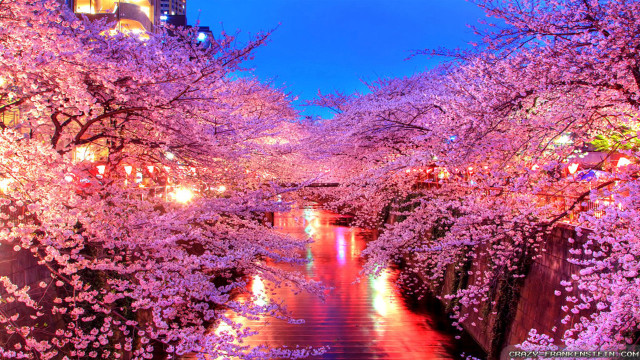 River pink flowers bridge lights free wallpaper for desktop - medium preview image
