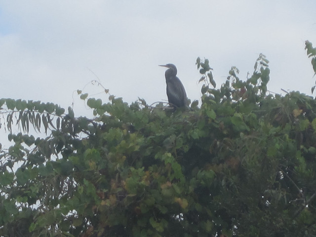 Bird sitting tree branch forest free wallpaper for desktop - medium preview image