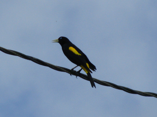 Bird sitting wire sky yellow free wallpaper for desktop - medium preview image