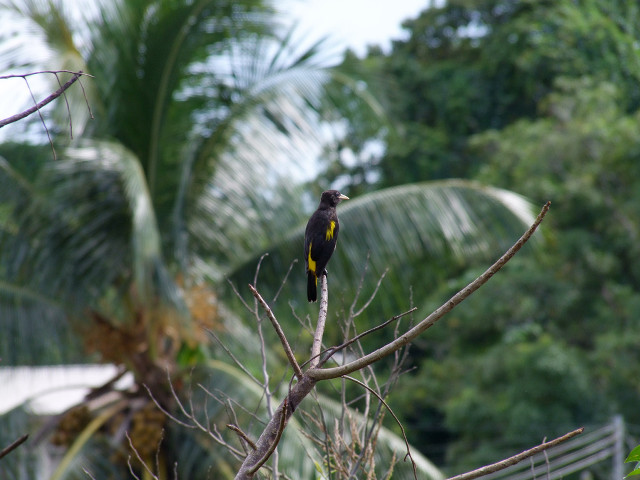 Bird perched tree branch forest free wallpaper for desktop - medium preview image