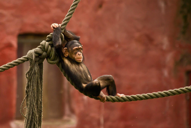 Monkey hanging rope zoo enclosure free wallpaper for desktop - medium preview image