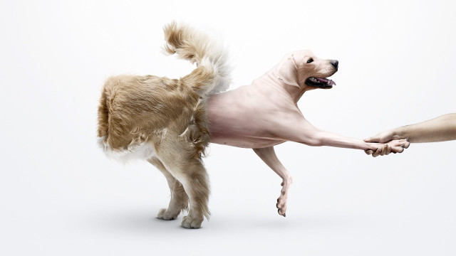 Dog standing hind legs human free wallpaper for desktop - medium preview image