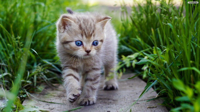 Small kitten blue eyes grass #2 free wallpaper for desktop - medium preview image