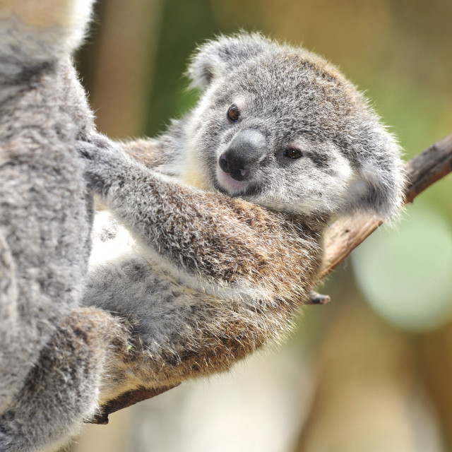 Koala bear smiling tree branch free wallpaper for tablet - medium preview image