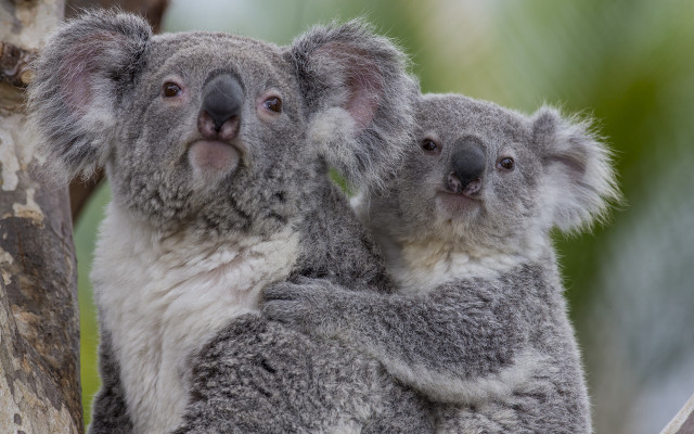 Two koalas sitting tree holding free wallpaper for desktop - medium preview image