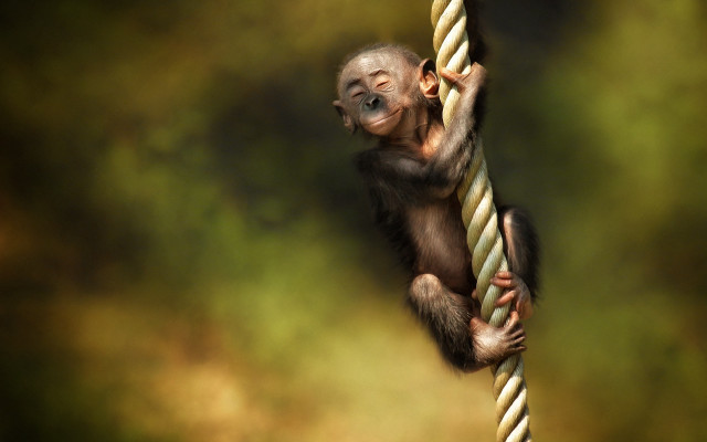 Monkey hanging rope blurry background free wallpaper for desktop - medium preview image