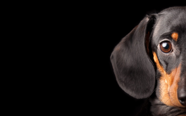 Black brown dog digital painting free wallpaper for desktop - medium preview image