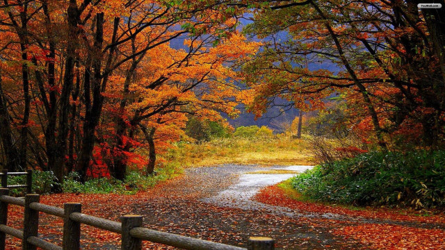 Autumn foliage road fence bench free wallpaper for desktop - medium preview image