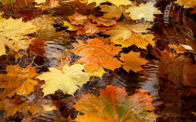 Leaves ground water falling autumn free wallpaper for desktop - medium preview image