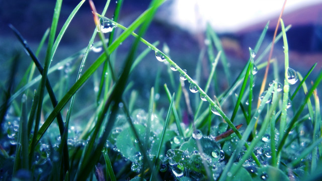 Grass water droplets blurry background free wallpaper for desktop - medium preview image