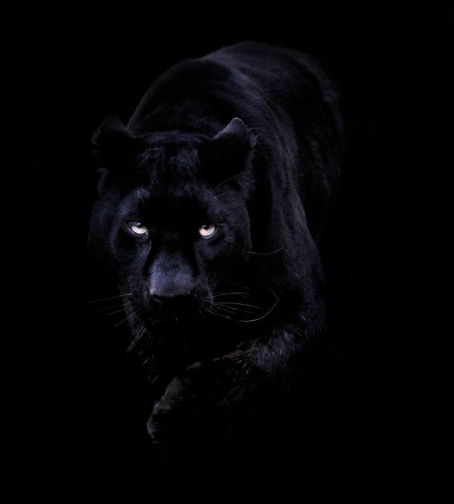 Black panther blue eyes walking free wallpaper for tablet - medium preview image