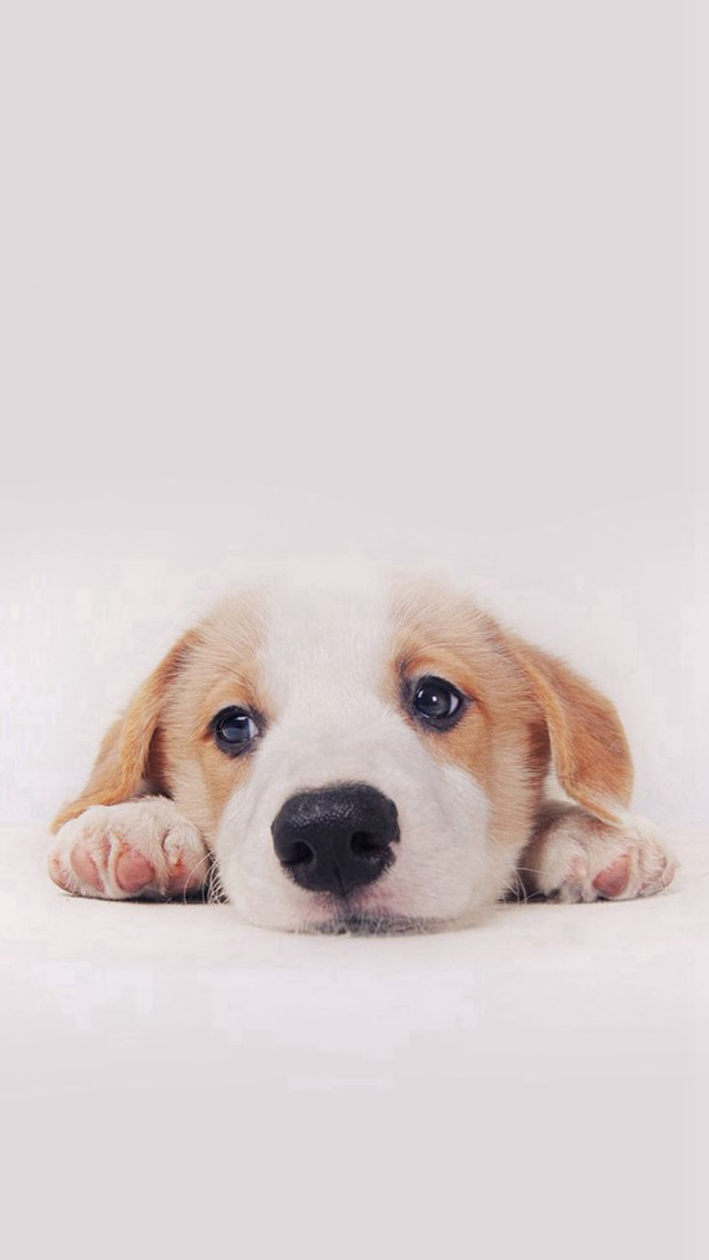 Puppy laying sad head down free wallpaper for mobile - medium preview image