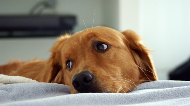 Dog blanket sad looking camera free wallpaper for desktop - medium preview image