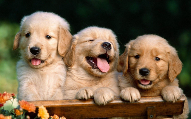 Three puppies wooden bench open free wallpaper for desktop - medium preview image