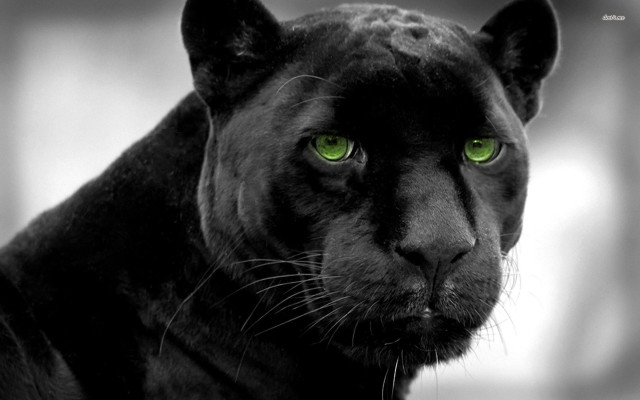 Black panther green eyes blurry free wallpaper for desktop - medium preview image