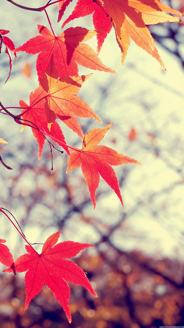 Tree red leaves fall sky free wallpaper for mobile - medium preview image