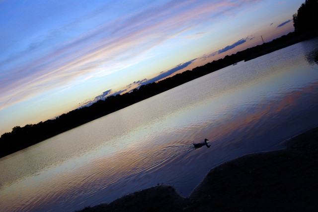 Lone bird lake sunset colorful free wallpaper for desktop - medium preview image