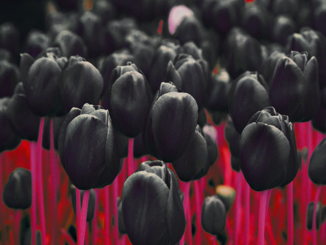 Black flowers red stems background free wallpaper for desktop - medium preview image
