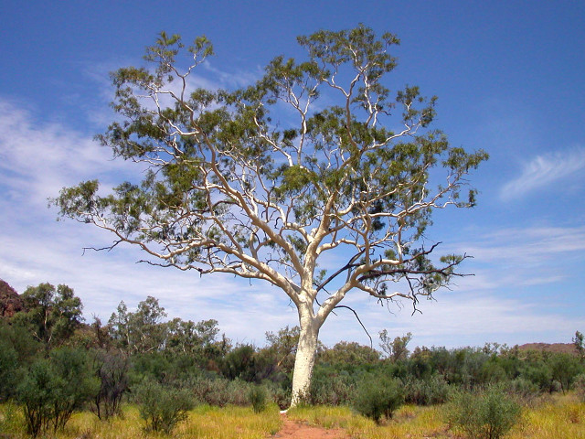 Tree field sky dirt path free wallpaper for desktop - medium preview image