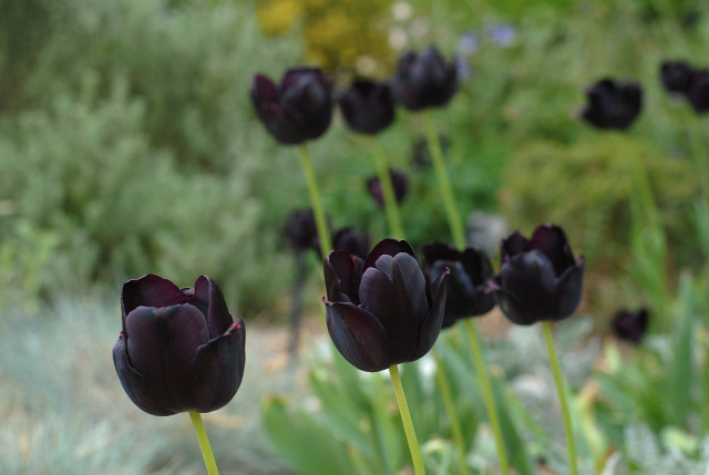 Black flowers garden bokeh tiltshift free wallpaper for desktop - medium preview image