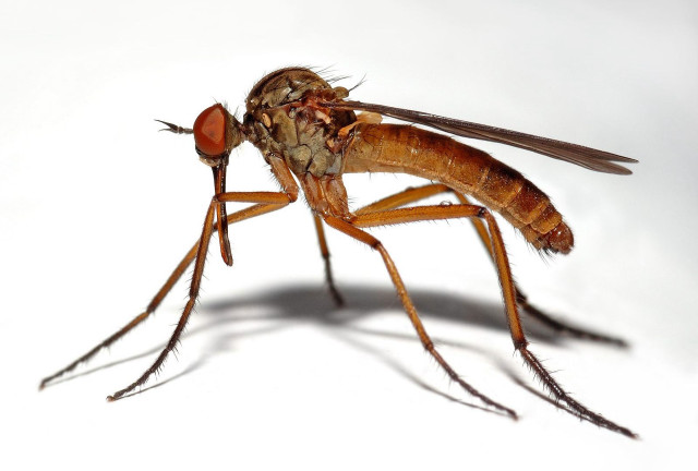 Mosquito closeup white background shadow free wallpaper for desktop - medium preview image