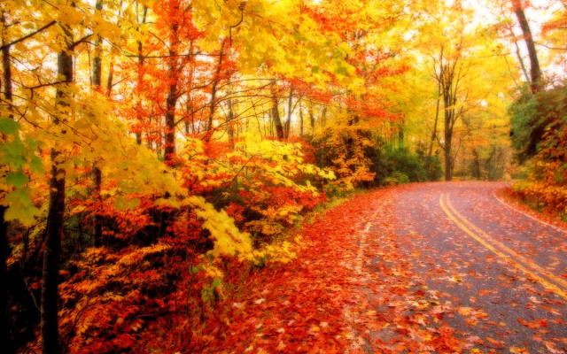 Fall road trees leaves colorful free wallpaper for desktop - medium preview image