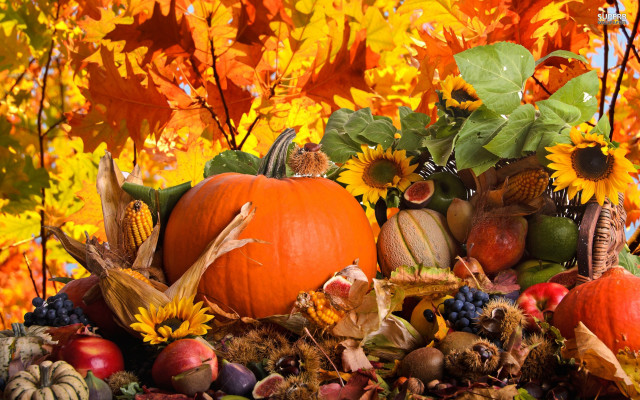 Pumpkins autumn decorations tree leaves free wallpaper for desktop - medium preview image