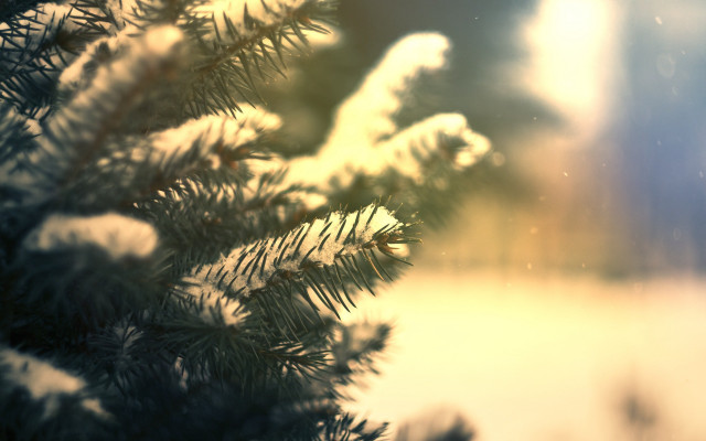 Pine tree snow branches blurry free wallpaper for desktop - medium preview image